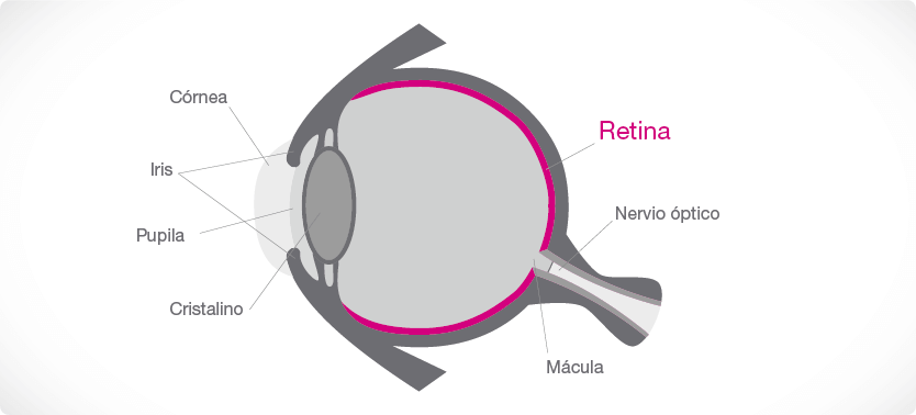 Gráficos_afecciones_DESPRENDIMIENTO-RETINA.png