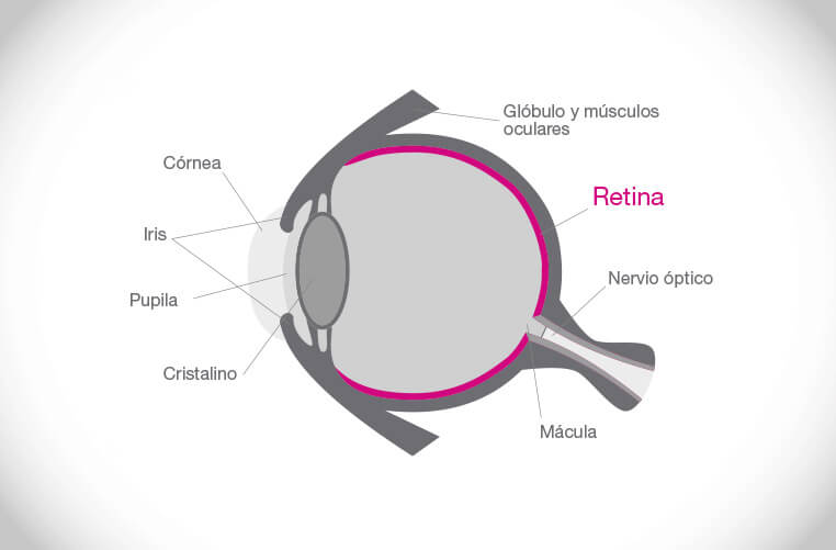 RETINA.jpg