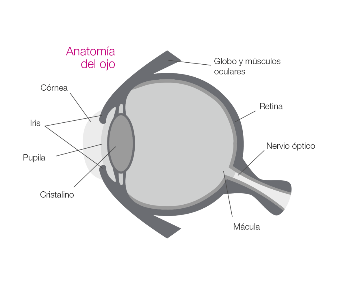 afecciones-anatomia-01.png