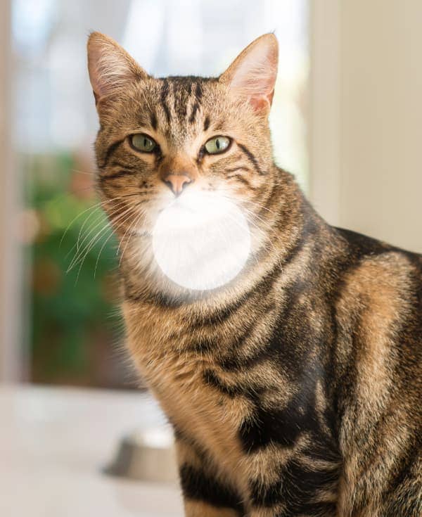 Pérdida de la visión central