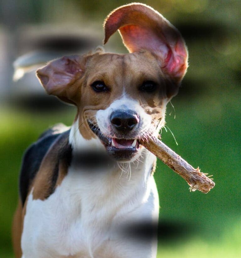 Presencia de manchas oscuras de color gris